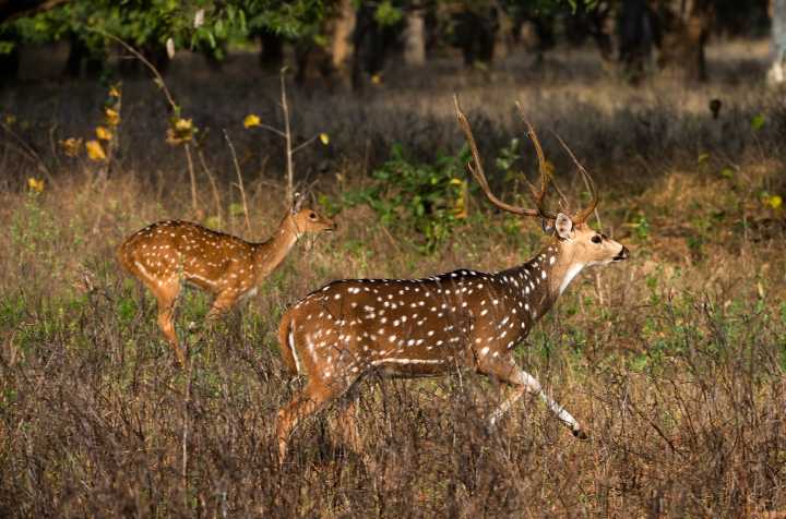 Deers in Kanha National Park, Madhya Pradesh