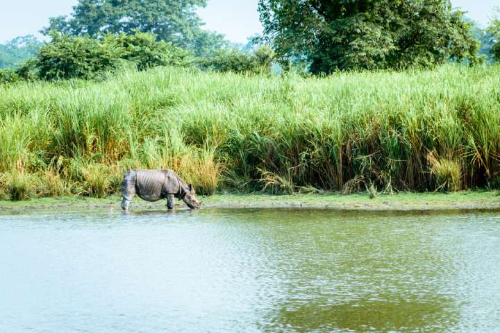 Kaziranga National Park in Assam