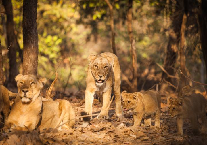 Lions in Gir National Park, Gujarat