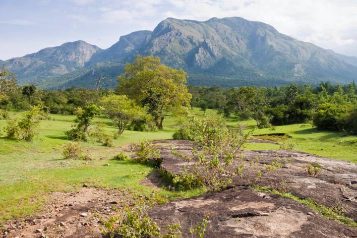 Mudumalai National Park in Tamil Nadu - one of the Top 10 National Parks in India