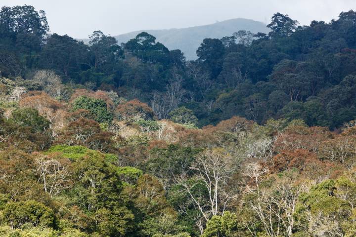 Periyar National Park in Kerala