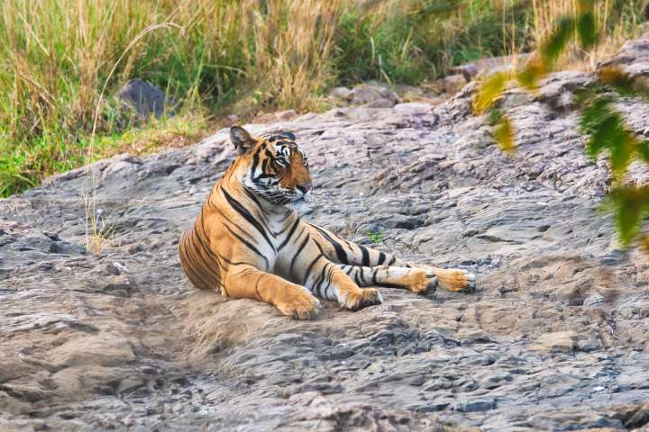 Tiger in Ranthambore National Park, Rajasthan.