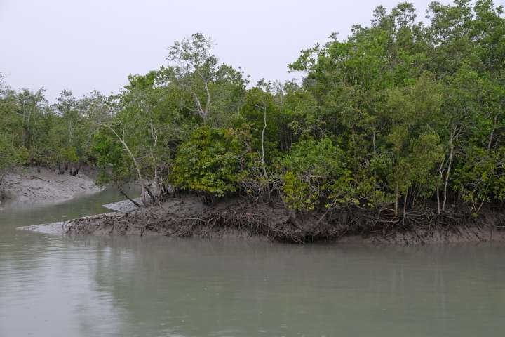 Sundarbans National Park, West Bengal