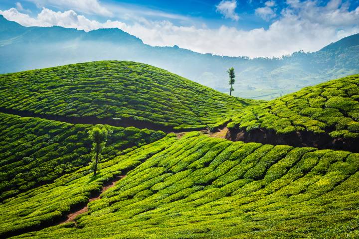 Kerala, one of the top 10 Tea producing states in India