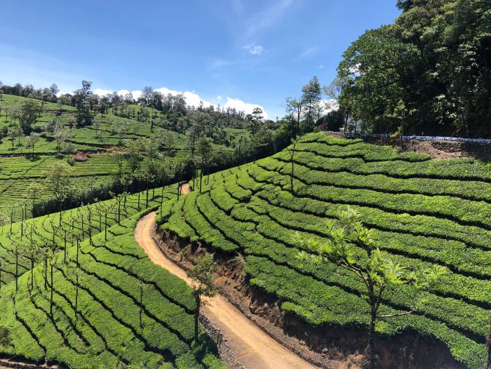 Tea estate in Valparai, Tamil Nadu