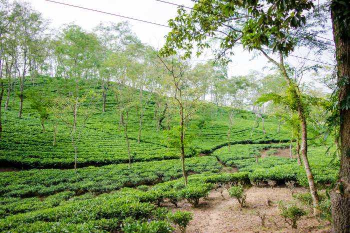 Tea plantation in Assam - Assam is first in top 10 tea producing states in India.