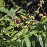 Coffee plant with berries in a plantation near Thekkady, Idukki, Kerala