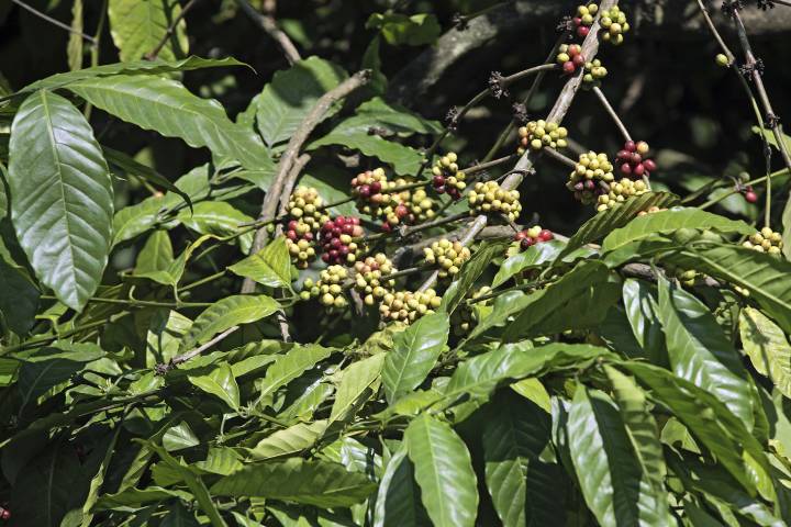 Coffee plant with berries in a plantation near Thekkady, Idukki, Kerala