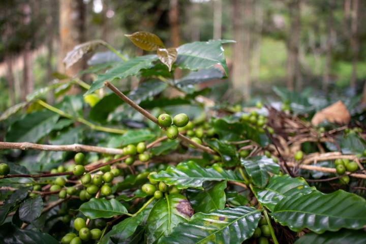 Coffee plantation, Yercaud, Tamil Nadu - Coffee Producing states in India