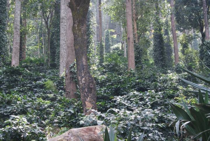 Araku Coffee plantations in Araku Valley, Andhra Pradesh