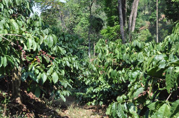 Robusta coffee plantation in Karnataka - coffee producing states in India.