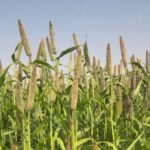 Pearl Millet or Bajra farm in India. Pearl millet is one of the most cultivated millets in India.