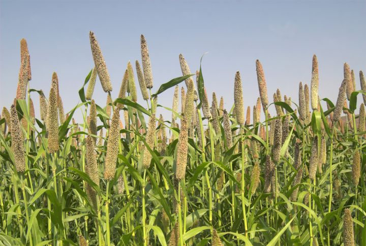 Pearl Millet or Bajra farm in India. Pearl millet is one of the most cultivated millets in India.