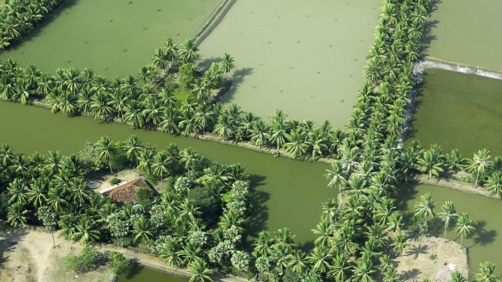 Coconut plantations in Andhra Pradesh on sides of fish farms.