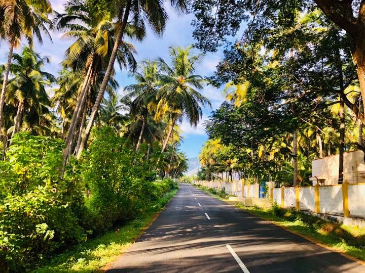 Coconut plantations in Tamil Nadu on way to Valparai