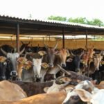 Dairy Farm in India - Cattle Milk Production