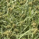Ragi producing states in India - Ragi Field