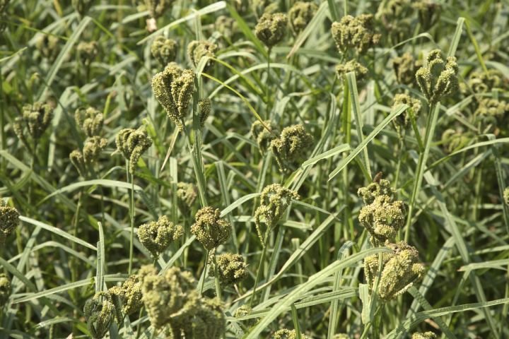 Ragi producing states in India - Ragi Field