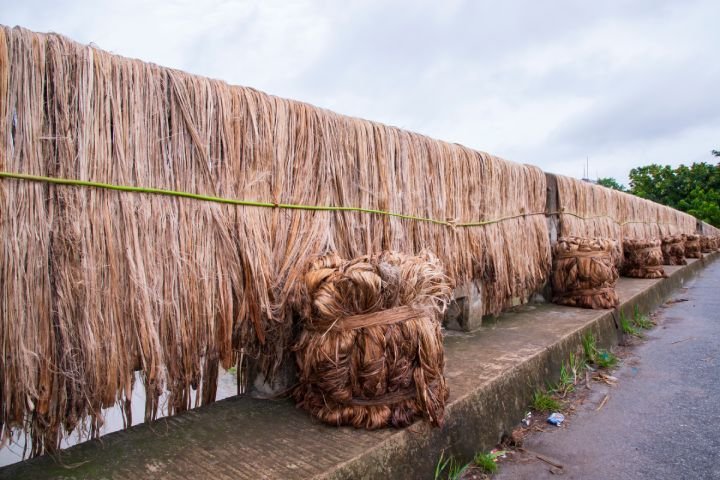 A String of Golden Jute Fibers Sun Dried