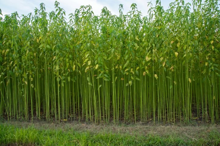 Jute Plantation Field